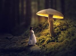 Glowing Mushroom – Photoshop Fantasy Manipulation Tutorial